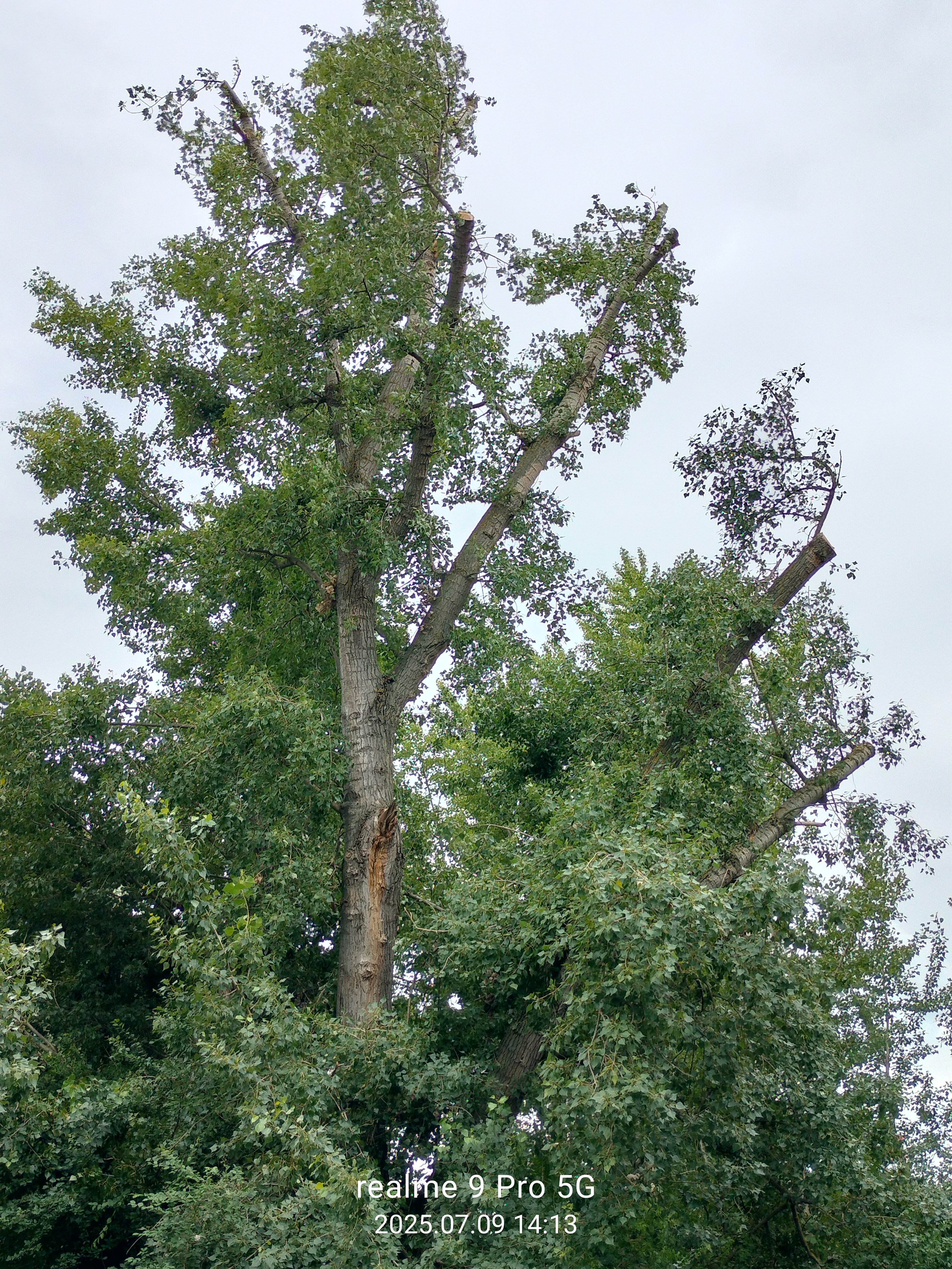 01-foto 2 - topol ořez.jpg